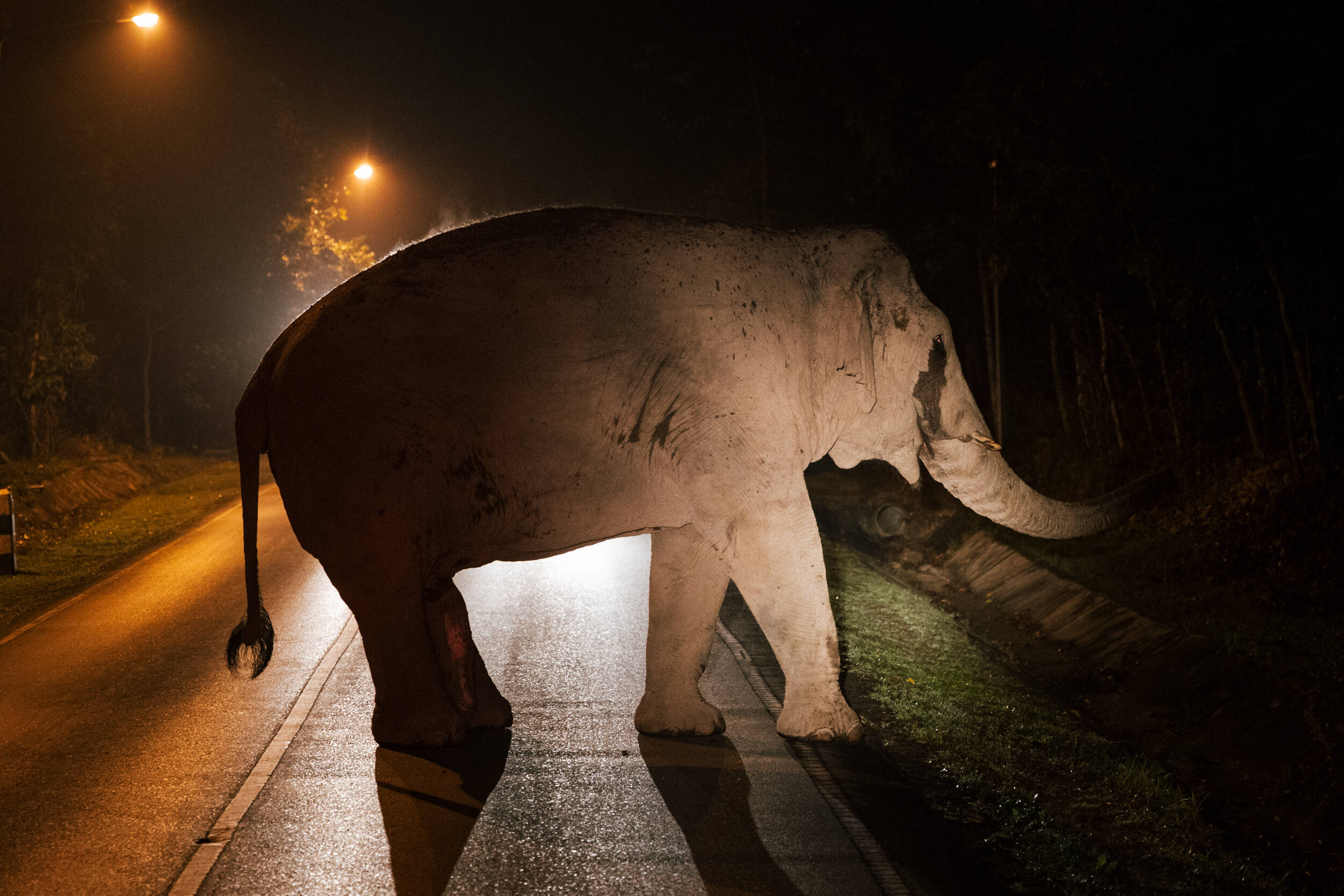 Asian elephant at night